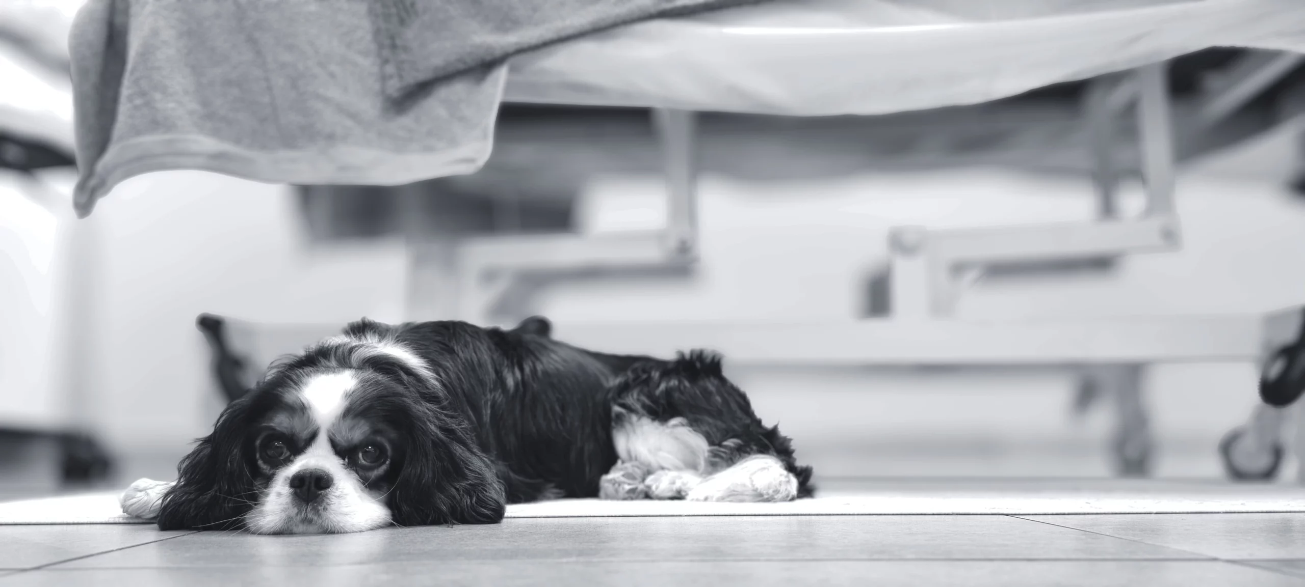Juliette souriante tenant dans ses bras, son chien Harry, un Cavalier King Charles calme et affectueux.